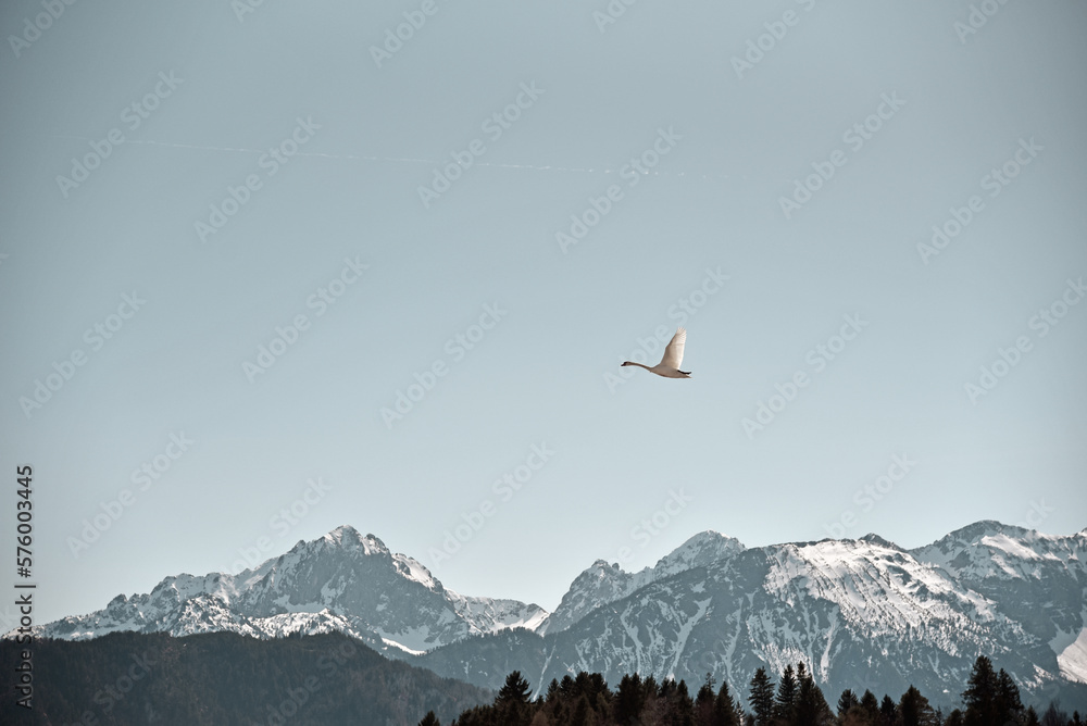 Ein Schwan fliegt über dem Forggensee (Füssen, Allgäu, Alpen, Bayern, Deutschland) Ein Schwan fliegt über dem Forggensee (Füssen, Allgäu, Alpen, Bayern, Deutschland)