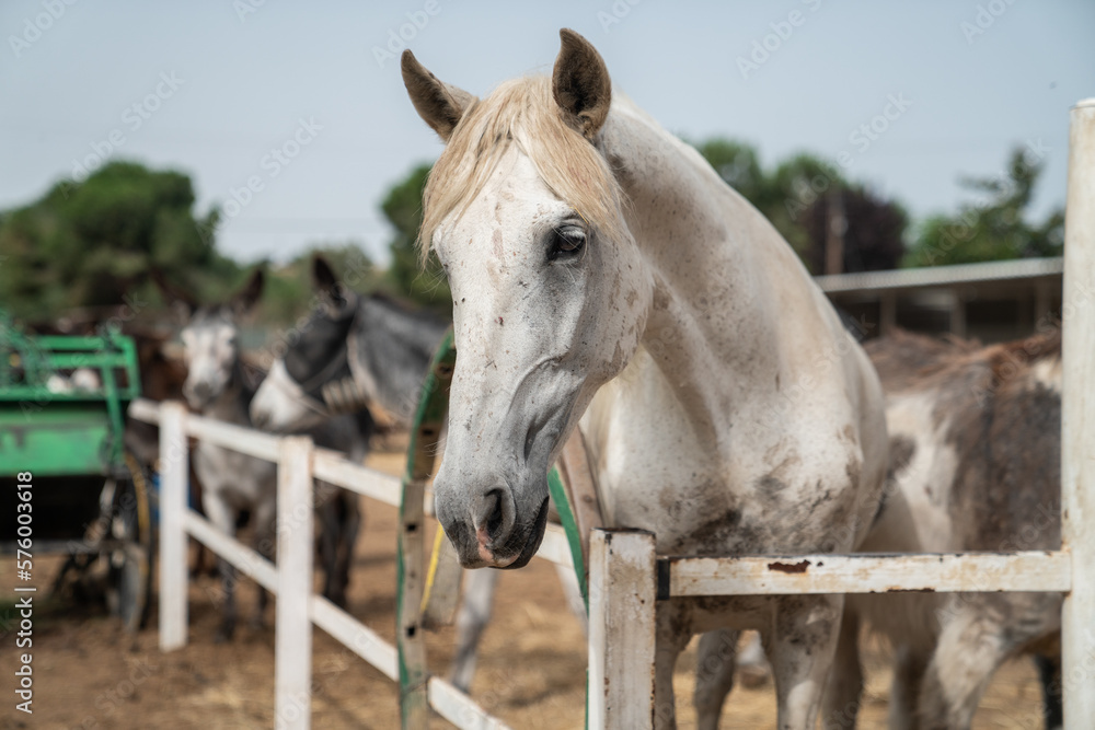 Fototapeta premium white horse portrait