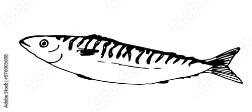 Simple hand drawn vector drawing in black outline. Sea mackerel fish isolated on white background. Ingredient, menu, label.