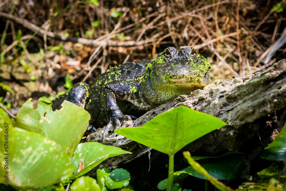 Obraz premium American Alligator Mother Resting on a Downed Tree By Her Nest Near the Bank of the Wekiva River in Central Florida - Looking at the Camera, Behind lilypads, near downed brush 