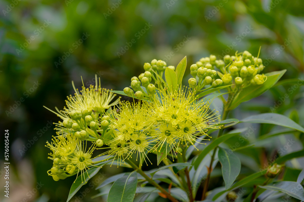 Selective focus of yellow flower with green leaves in the garden, Xanthostemon is a genus of trees and shrubs constituting part of the myrtle plant family Myrtaceae, Nature floral background. Selective focus of yellow flower with green leaves in the garden, Xanthostemon is a genus of trees and shrubs constituting part of the myrtle plant family Myrtaceae, Nature floral background.