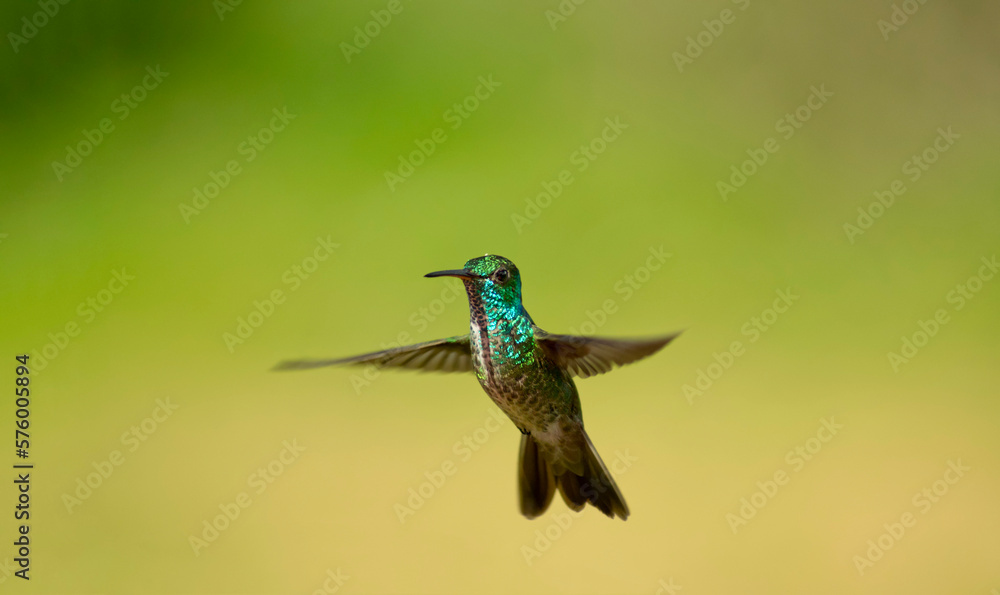 Obraz premium Beija-flor-de-banda-branca Chrysuronia versicolor Versicolored Emerald on flight