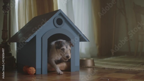 dog in living room coming out of its kennel photo