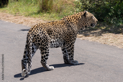 male leopard on the road on a sunny day in side view 