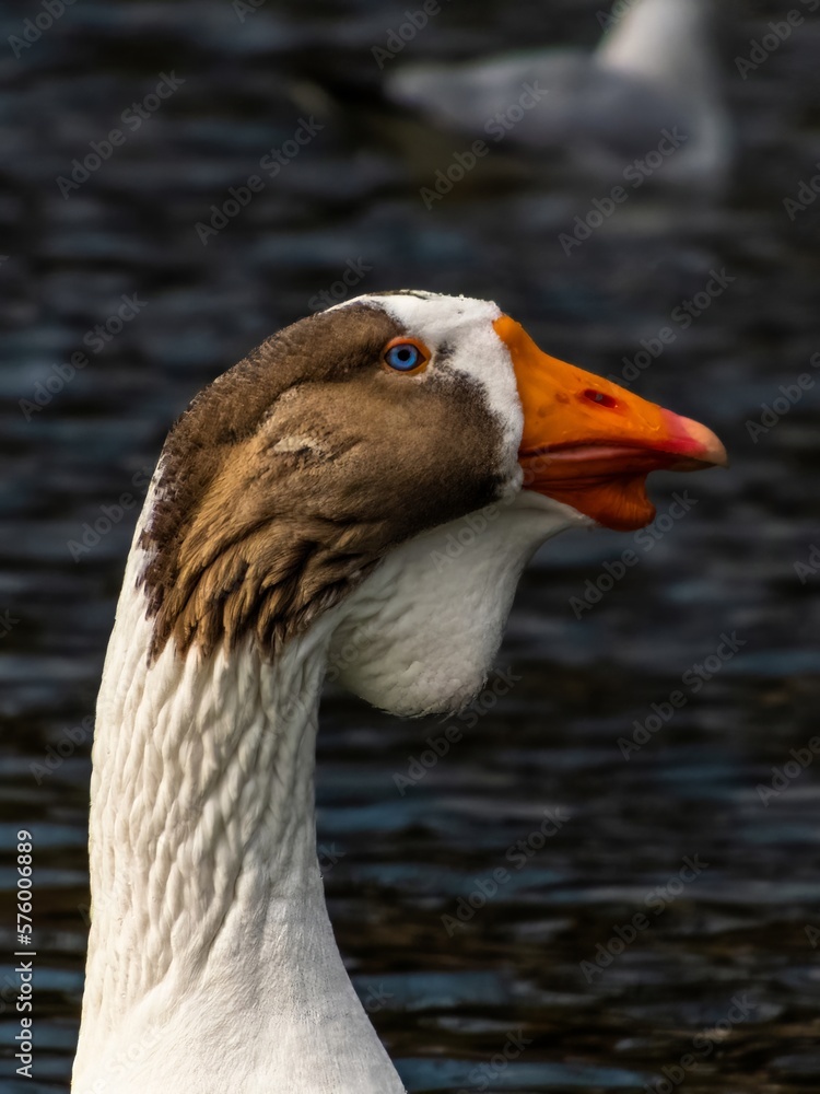 portrait of a waterfowl - a gray domestic goose with blue eyes, a white forehead and chin and an orange beak on the water of a pond on a sunny winter day