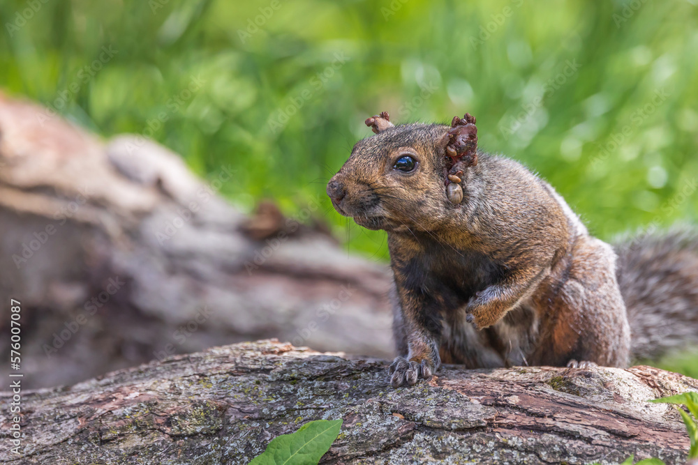 Eastern gray squirrel covered with parasitic ticks