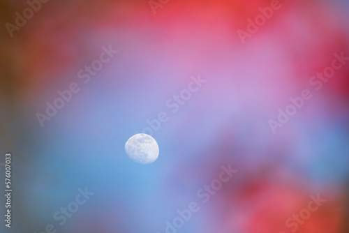 Waning gibbous moon framed by pink crabapple tree flowers