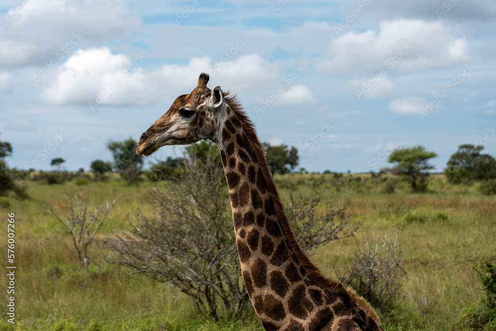 side photograph of a beautiful african giraffe side photograph of a beautiful african giraffe