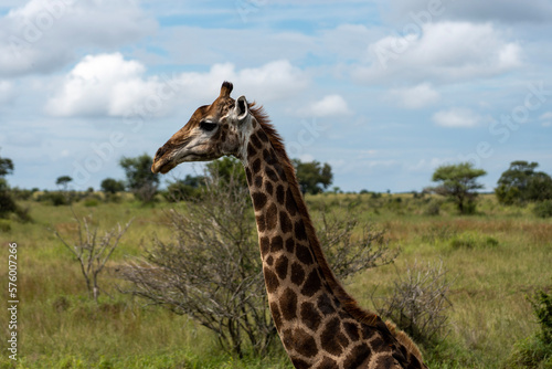 side photograph of a beautiful african giraffe © VittorePhotography