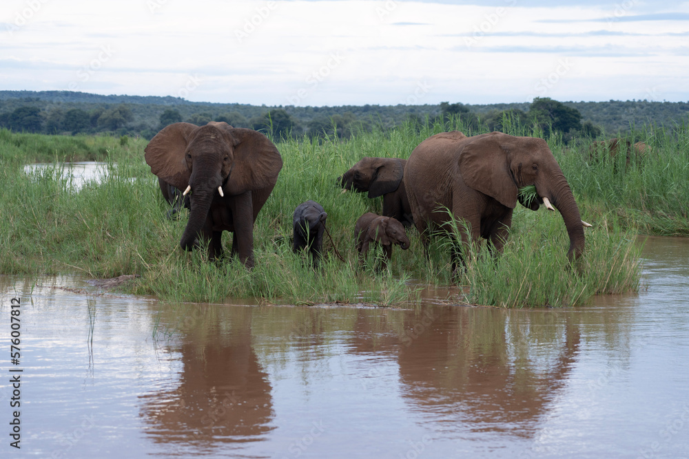 Fototapeta premium Family of elephants kneedeep in water grazing on grass