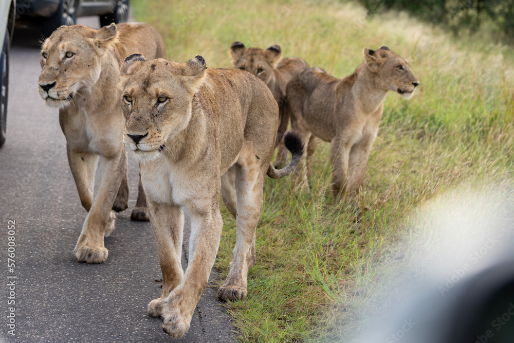 Close up image of two lioness and three lion cubs on the road in Kruger National Park, South Africa Close up image of two lioness and three lion cubs on the road in Kruger National Park, South Africa