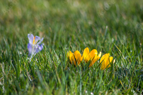 crocus flowers in the garden - spring flowers