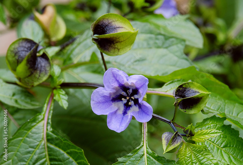 Flower and buds of the plant nicandra physalodes  photo