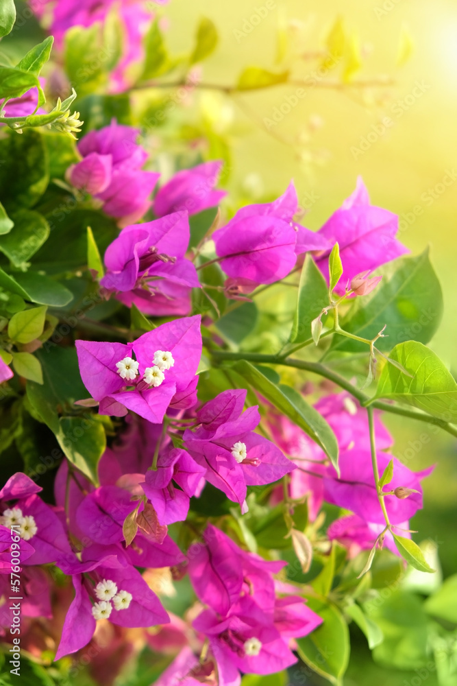 Blooming bougainvillea Magenta flowers close up, abstract blurred natural background. south tropical beautiful plant. bright gentle floral image Blooming bougainvillea Magenta flowers close up, abstract blurred natural background. south tropical beautiful plant. bright gentle floral image