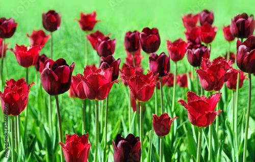 red-purple Tulips in garden  abstract blurred natural background. blossoming tulip flowers  symbol of spring season. floral landscape. template for design