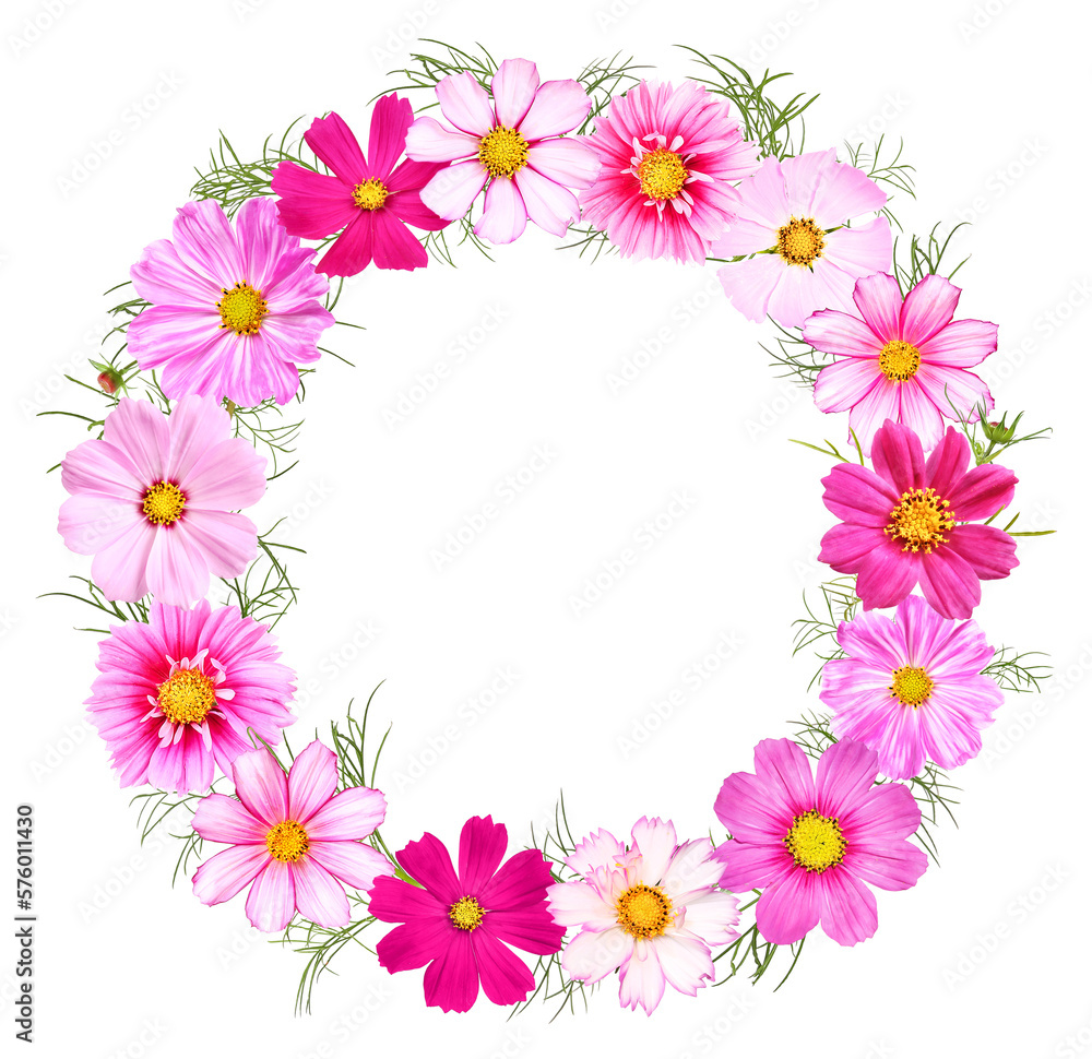 Floral wreath with different cosmos flowers, transparent background