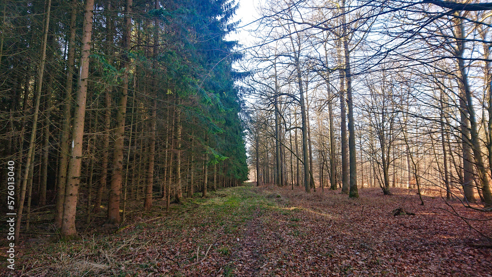 Obraz premium Tureby Forest: A Diverse Ecosystem