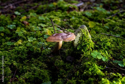 mushrooms in the woods of Austria
