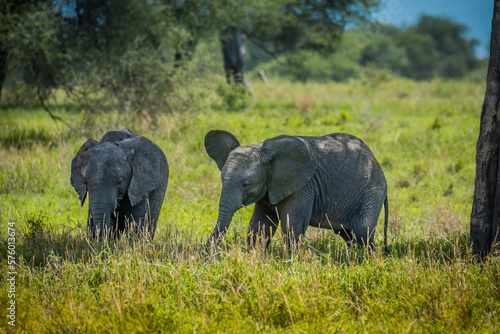 Baby elephants grazing in Manyara National Park, Tanzania photo