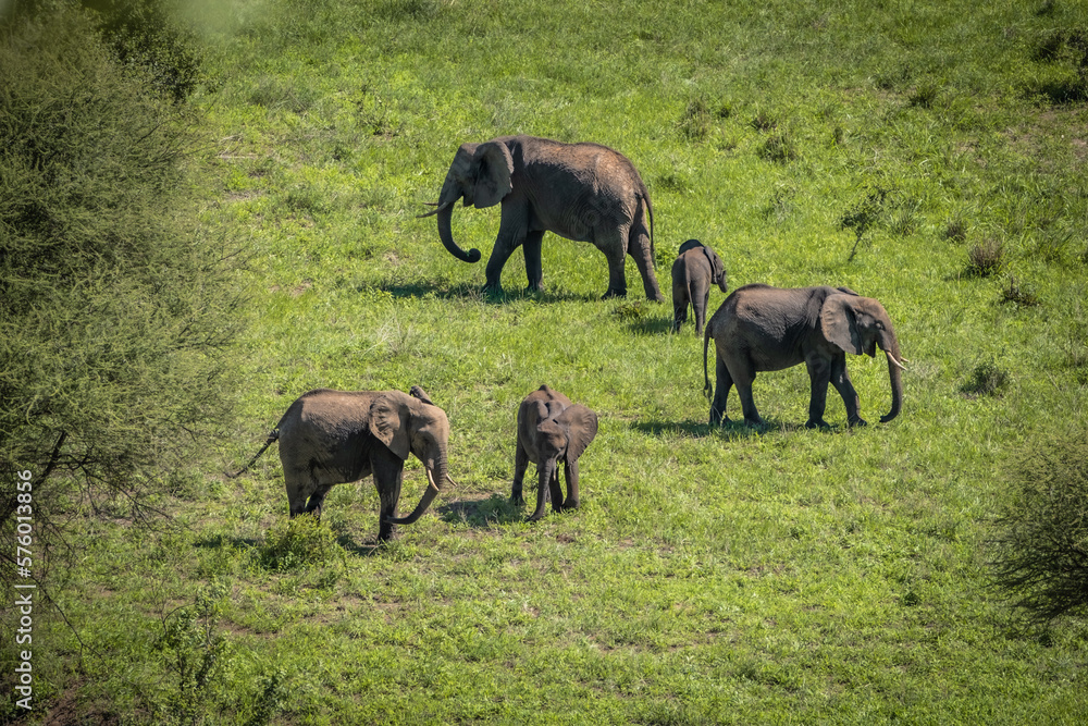 Fototapeta premium Elephant family in Manyara National Park, Tanzania