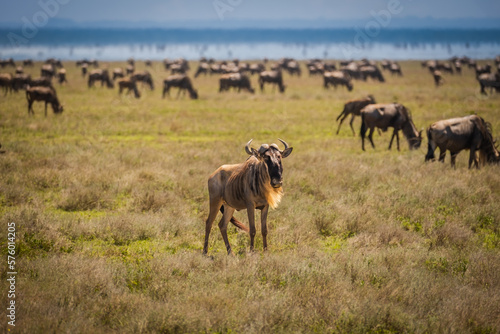 Wildebeest looking out for his herd in Serengeti National Park, Tanzania