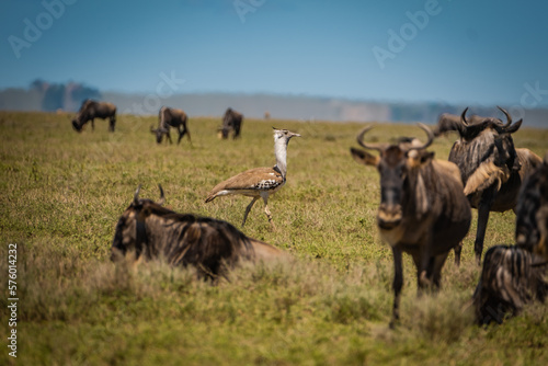 Kori Bustard walking by a herd of wildebeests photo
