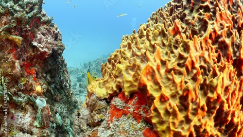 Filefish Swimming Amidst Reefs In Deep Sea - Oranjestad, Sint Eustatius photo