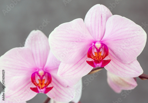 Blooming lovely pink orchids. Hobbies  floriculture  home flowers  houseplants