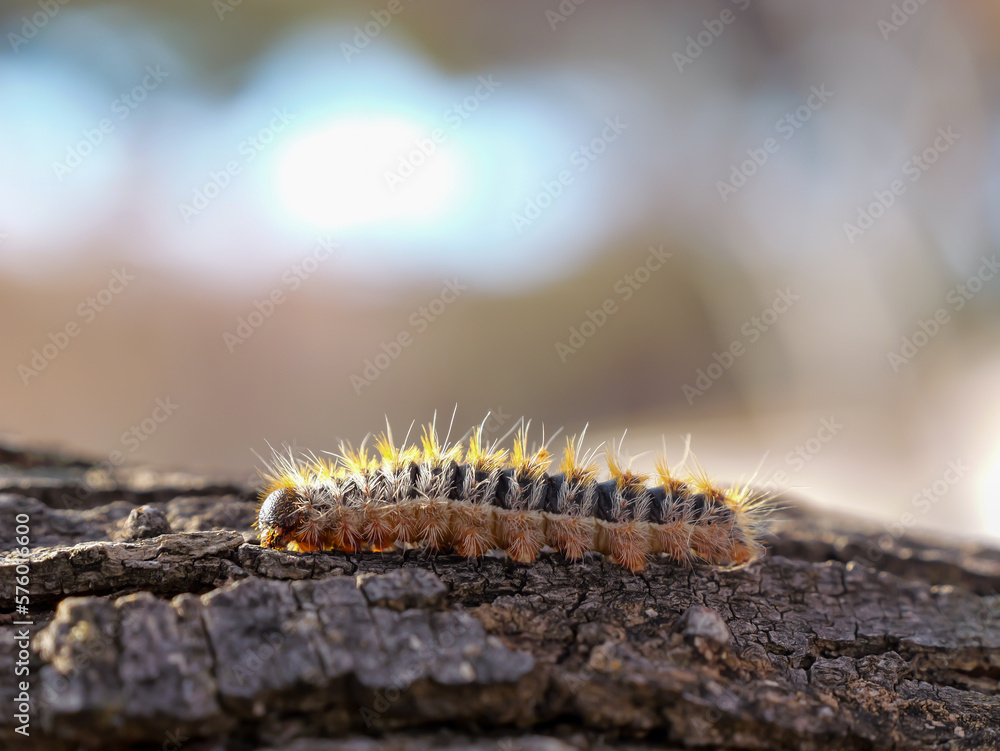the poisonous processionary moth on a branch the poisonous processionary moth on a branch