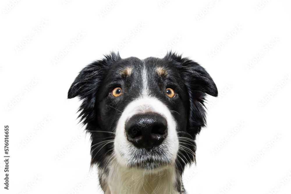 Cute close-up border collie puppy dog looking at camera with sad expression. Isolated on white background