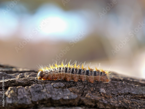 the poisonous processionary moth on a branch photo