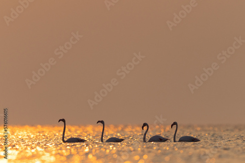 Greater Flamingos in the morning hours with dramatic bokeh of light on water, Asker coast, Bahrain