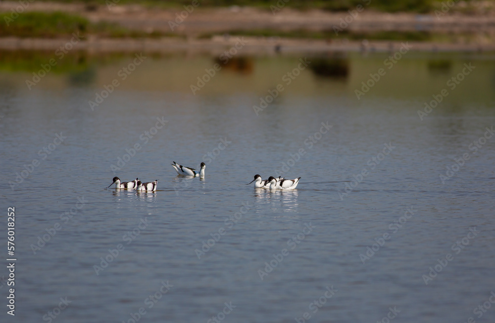water bird in its natural environment, Pied Avocet, Recurvirostra avosetta water bird in its natural environment, Pied Avocet, Recurvirostra avosetta