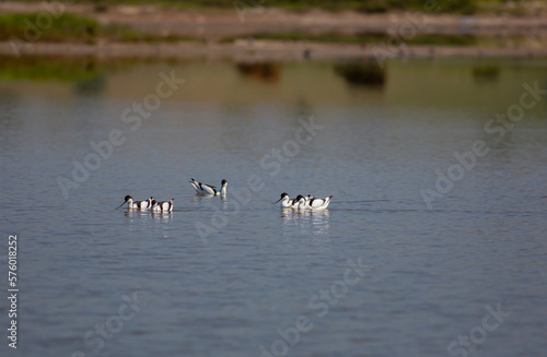 water bird in its natural environment, Pied Avocet, Recurvirostra avosetta © kenan