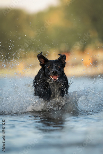 black dogs in water