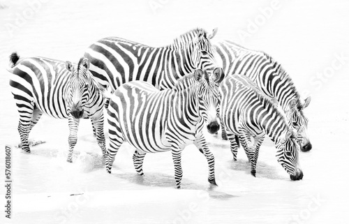 Highkey image of zebras at Masai Mara  Kenya