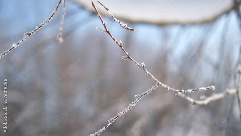 Frozen iced branches of birch tree against sun during sunny day in winter. Macro close up view of branches covered by snow in a winter forest. Plants in the wood at frosty weather. Nature landscape. Frozen iced branches of birch tree against sun during sunny day in winter. Macro close up view of branches covered by snow in a winter forest. Plants in the wood at frosty weather. Nature landscape.