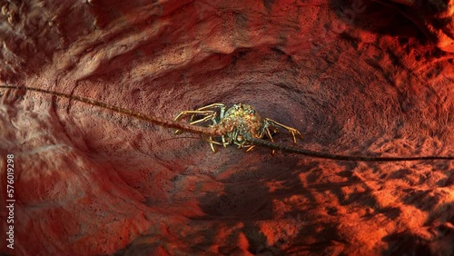 Lockdown Shot Of Lobster In Giant Barrel Sponge Undersea - Oranjestad, Sint Eustatius photo