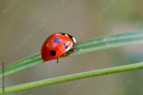 Ladybug on a blade of grass, close-up.