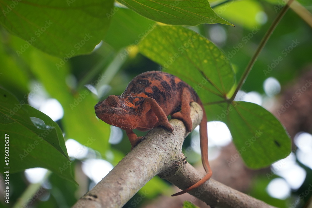 Chameleon climbing tree Chameleon climbing tree