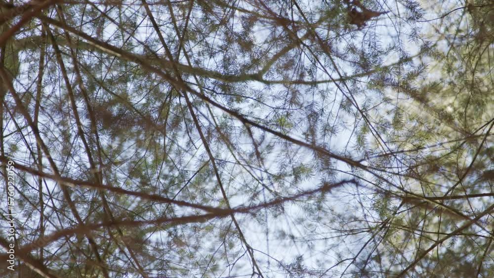 Slow pan looking at the tree tops Slow pan looking at the tree tops