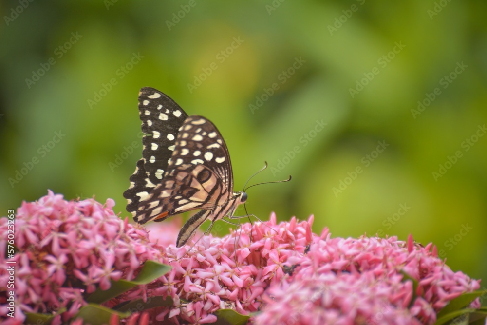 A beautiful butterfly created addiction. A beautiful butterfly created addiction.