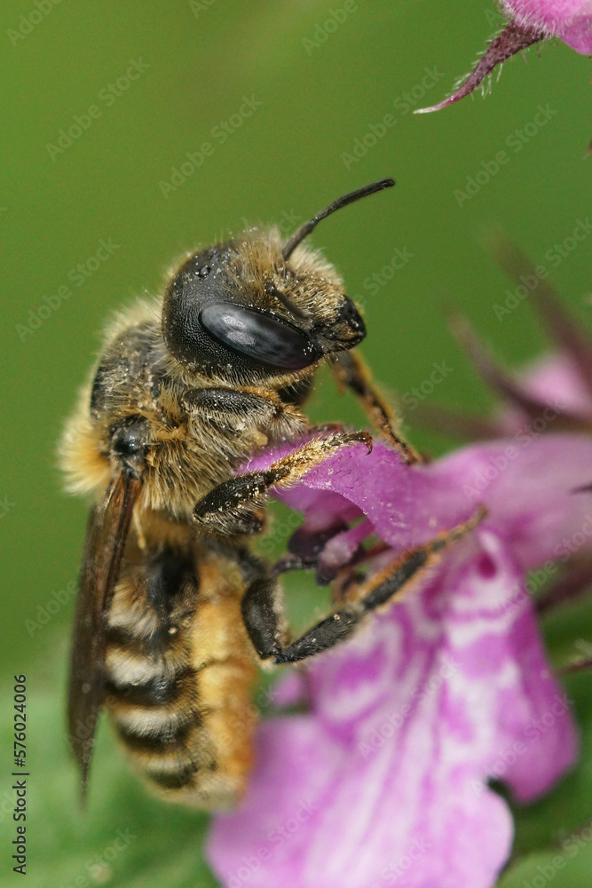 Closeup on a female of the rare Tridentate Small-Mason, Hoplitis tridentata sitting on pink flower Closeup on a female of the rare Tridentate Small-Mason, Hoplitis tridentata sitting on pink flower