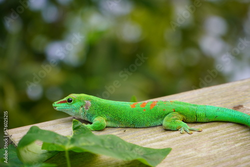 Green Gecko on a wooden plank