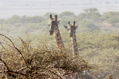 Canvas Print Two giraffes peering over some trees.