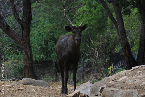 Indian water deers at Bannerghatta national park Bangalore sitting or standing in the zoo. forest Wildlife sanctuaries in Karnataka India