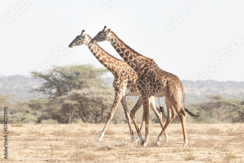 Two adult giraffes walking through the Savannah plains.