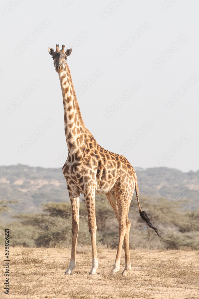 Fototapeta premium A magnificent adult giraffe stands still for a moment to take a rest.