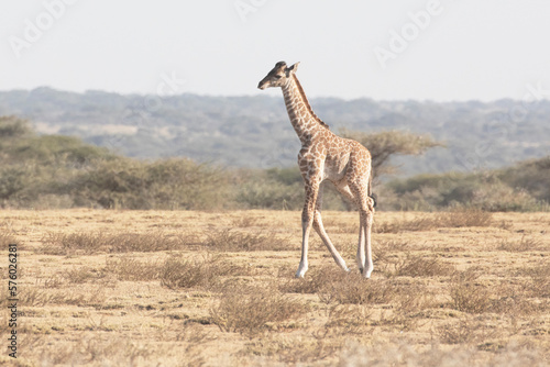 Photography A cute giraffe calf walks alone in the dangerous Savannah plains of Africa