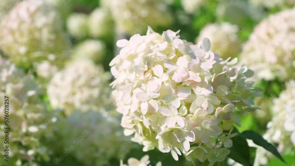 Wonderful blooming white Hydrangea arborescens or smooth hydrangea, in a garden swinging with wind in sunny day. Floral, flower background Wonderful blooming white Hydrangea arborescens or smooth hydrangea, in a garden swinging with wind in sunny day. Floral, flower background